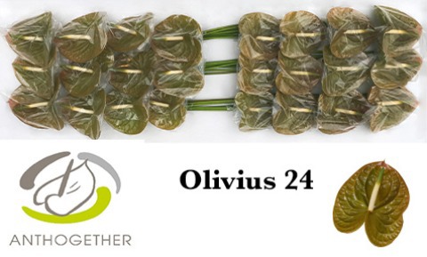 Anth A Olivius