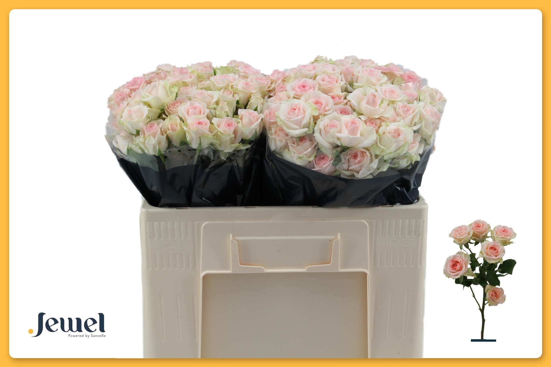 R Tr Happy Wedding 50cm