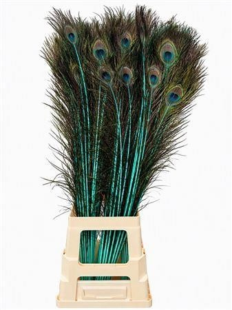Peacock Feathers 80cm