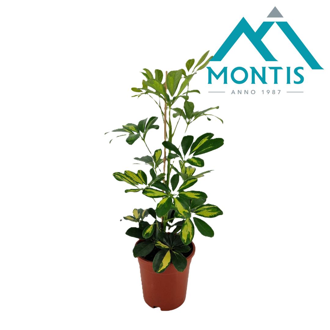 Picture of Schefflera arboricola Gold Capella P17 (2 Ltr) 55CM