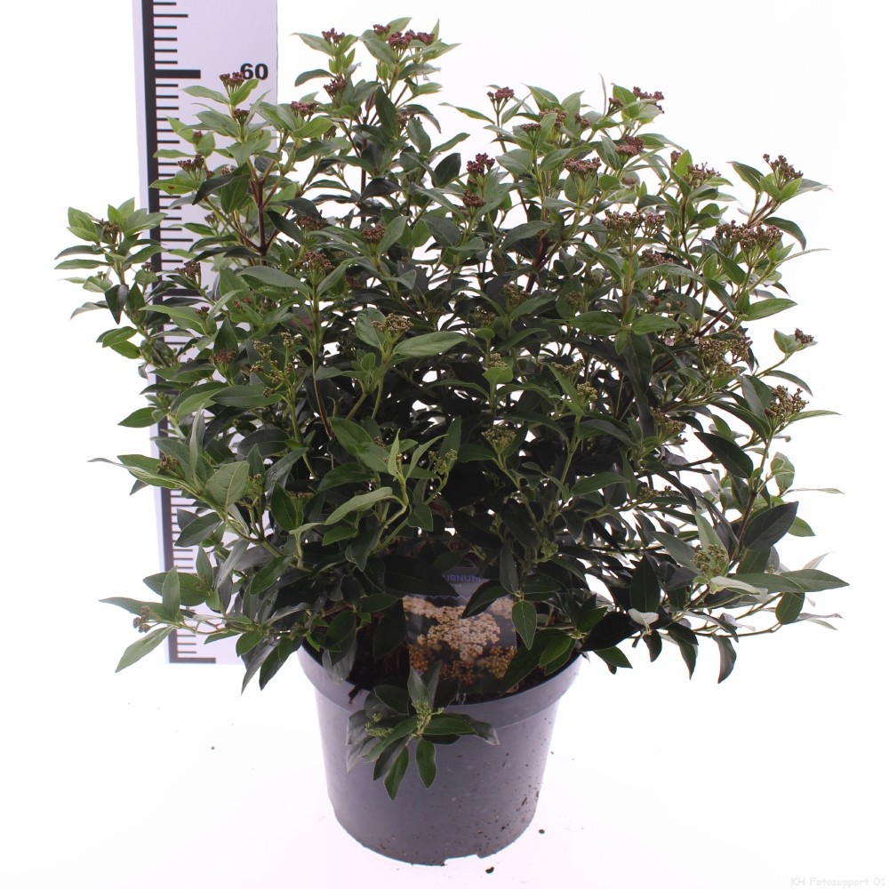 Picture of Viburnum tinus