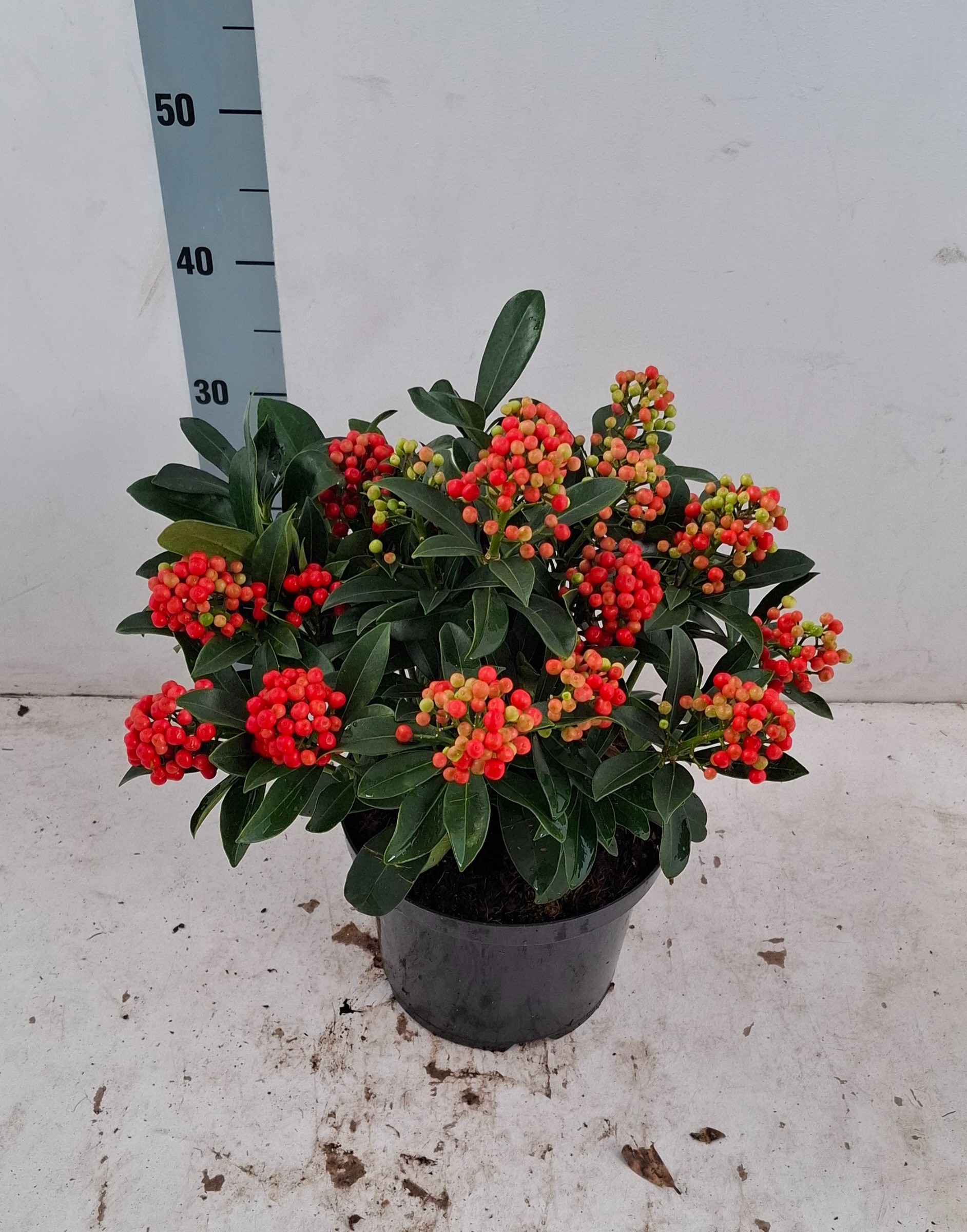 Skimmia jap. 'Pabella' 15+ tros