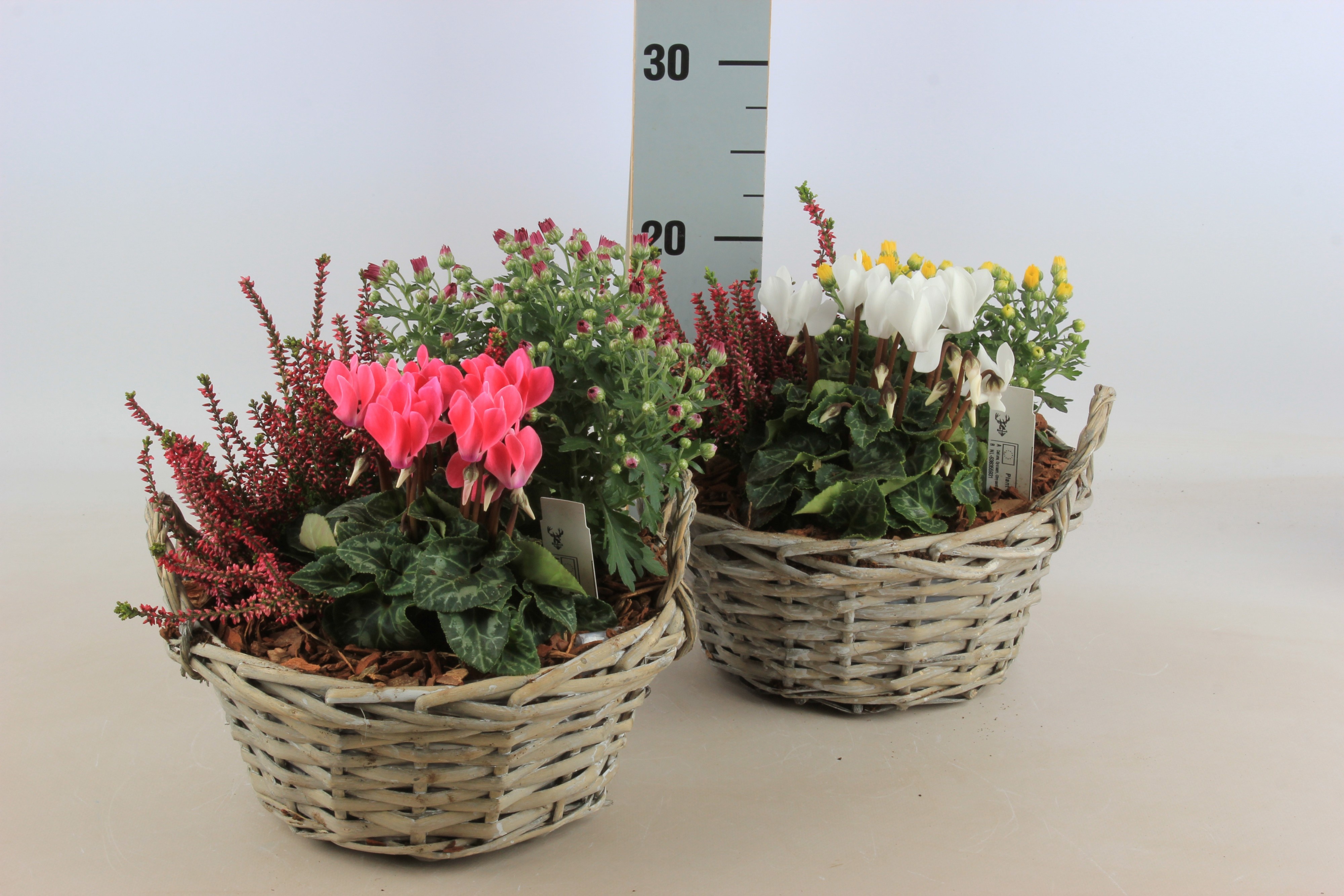 Arr Tuinplanten 23P 30cm 12bloei
