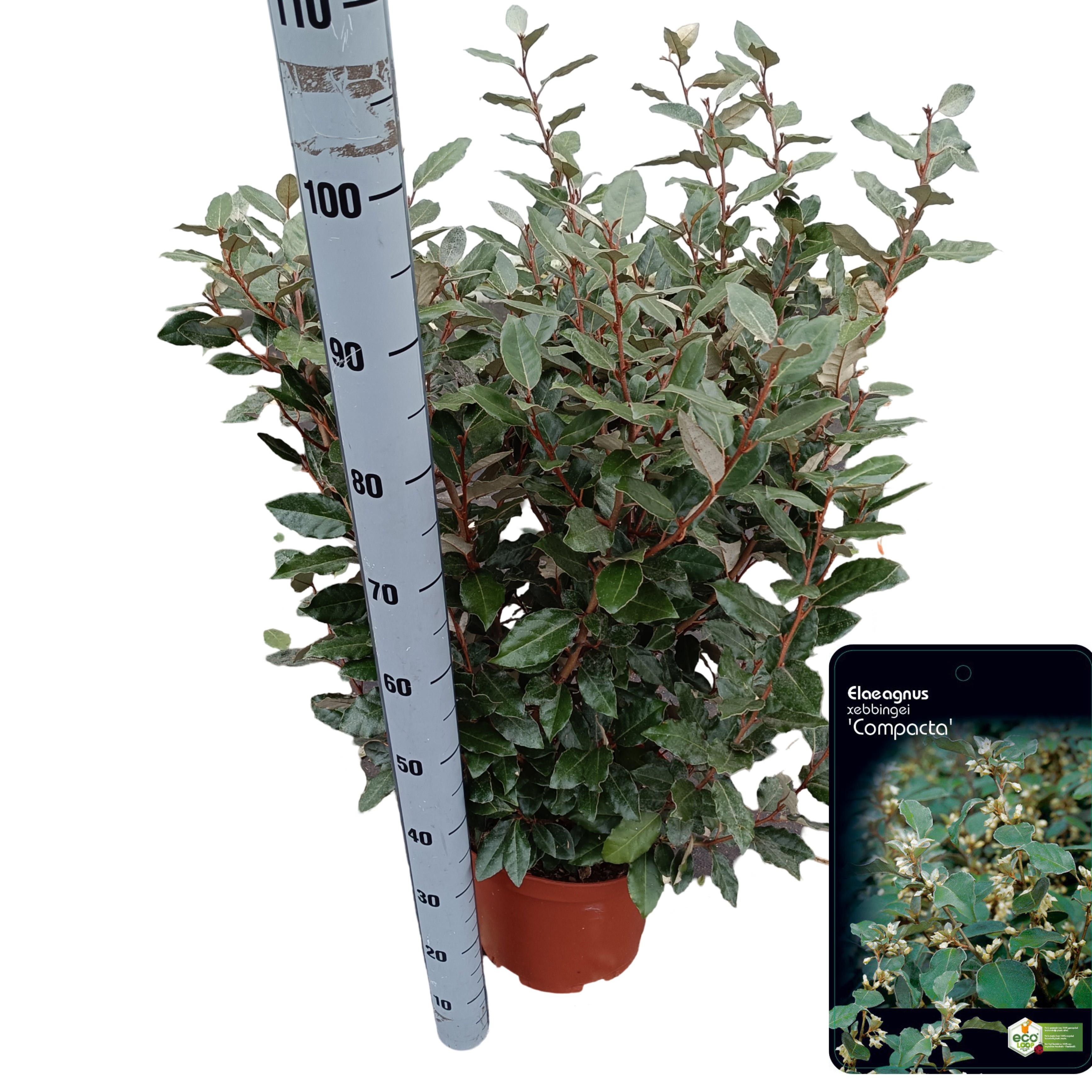 Picture of Elaeagnus ebbingei 'Compacta' C10