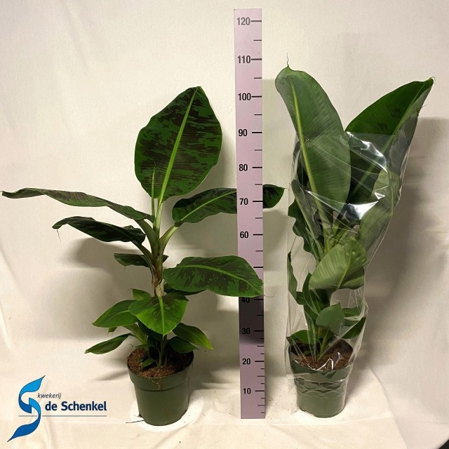 Musa Dwarf Cavendish 21P 105H