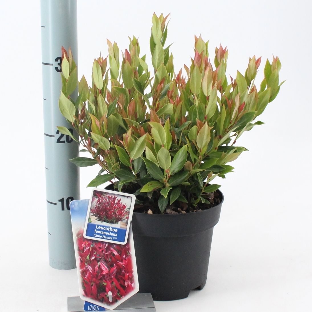 Picture of Leucothoe 'Little Flames' PBR