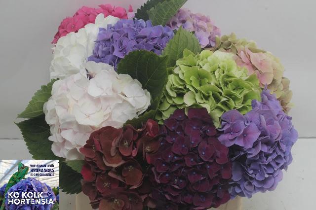 Hydrangea Mixed 40cm 16Ø