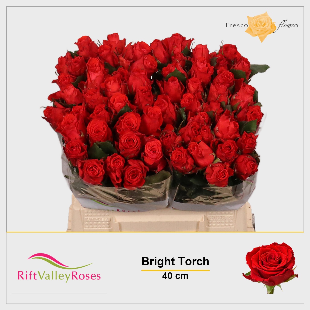 Rosa Bright Torch 40cm