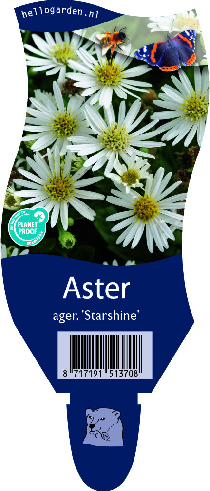 Aster ageratoides 'Starshine'