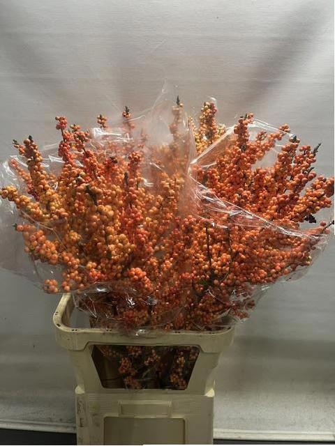 Ilex Winter Gold 100cm