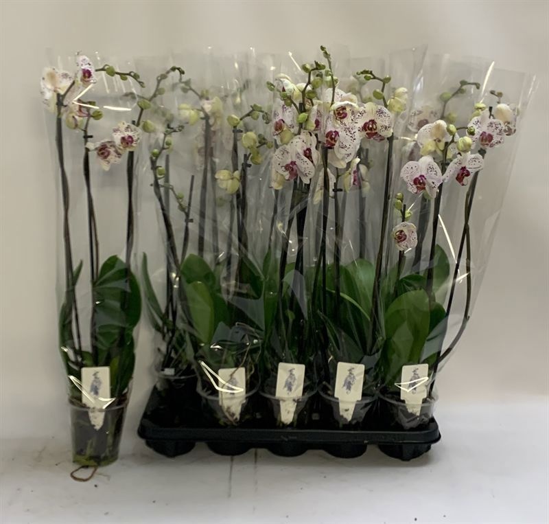 Phal Calypso 12Ø 70cm