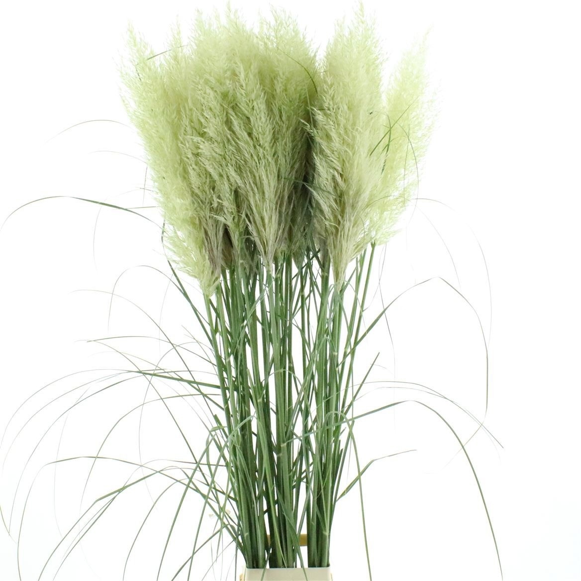 Cortaderia Evita 120cm