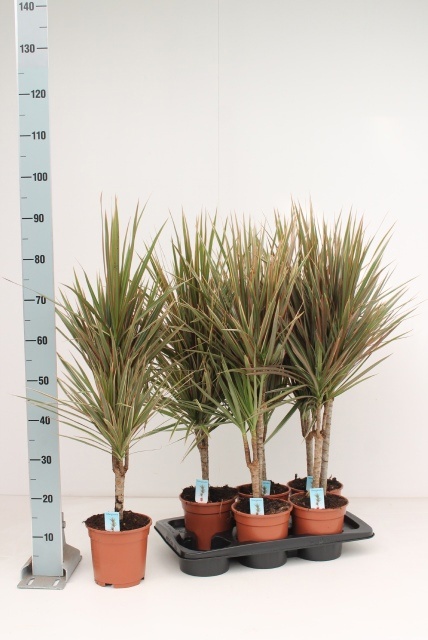 Dra Marg Bicolor 17Ø 105cm