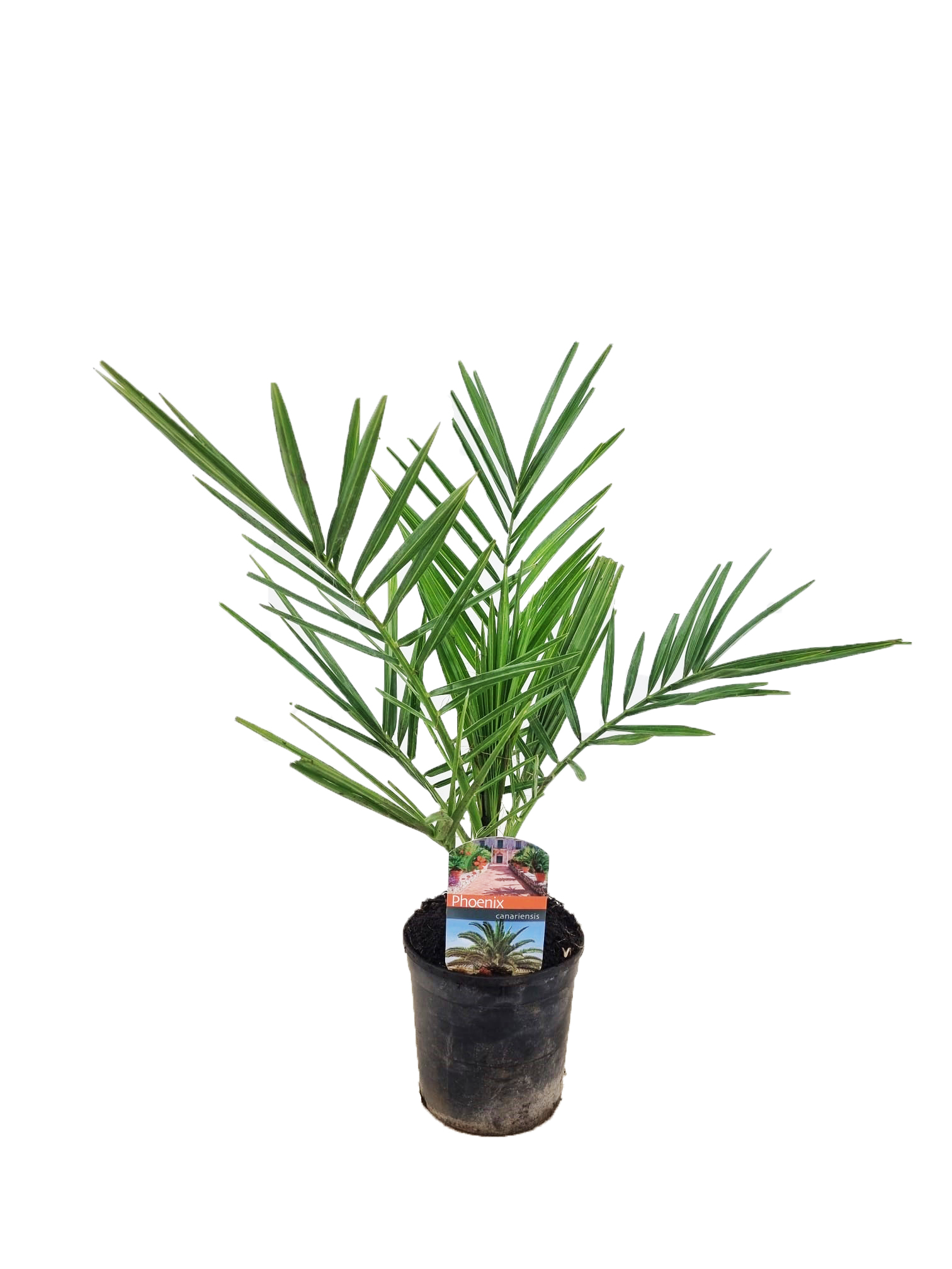 Picture of Phoenix canariensis P12