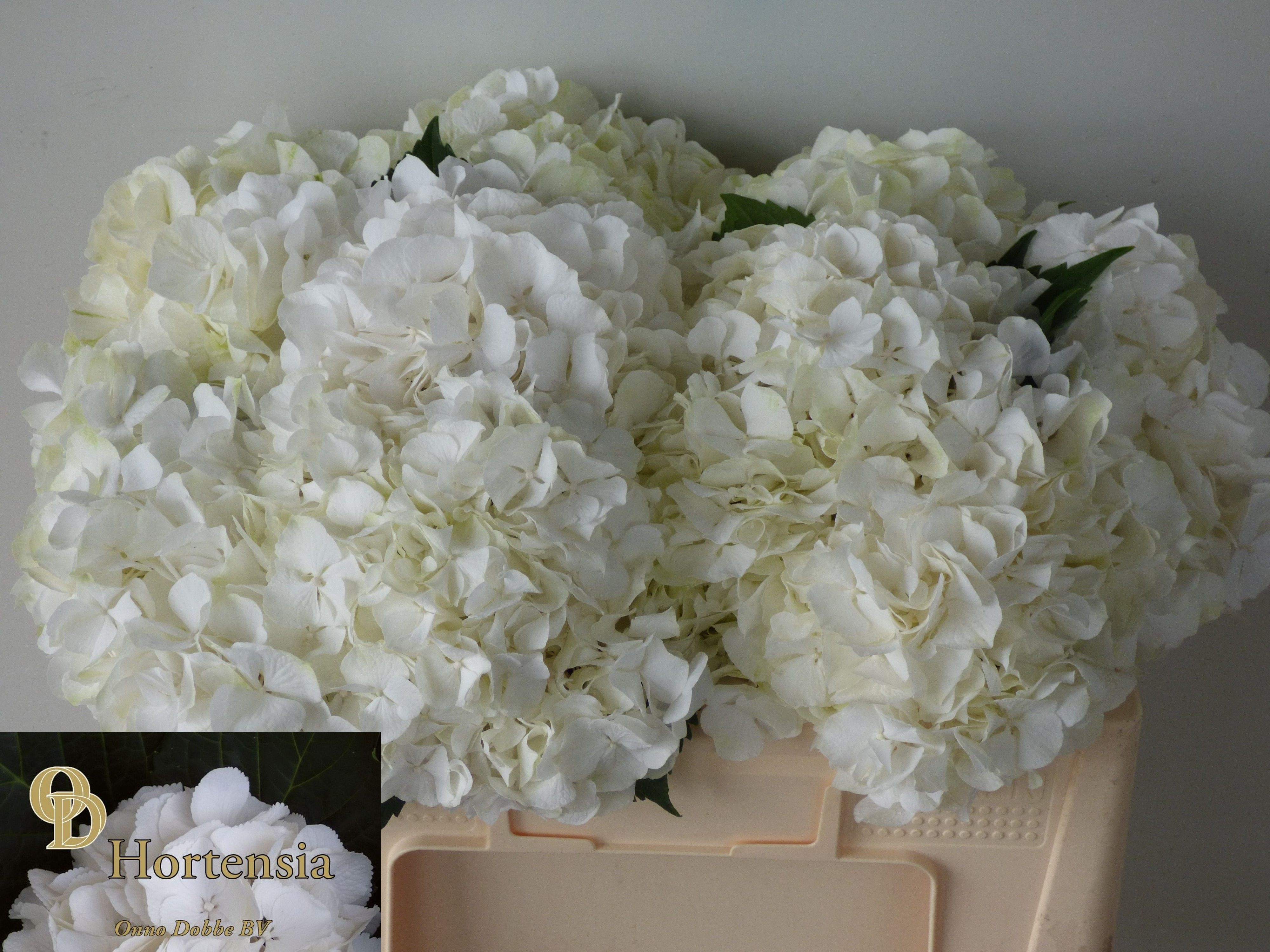 Hydrangea White Verena 50cm 14Ø