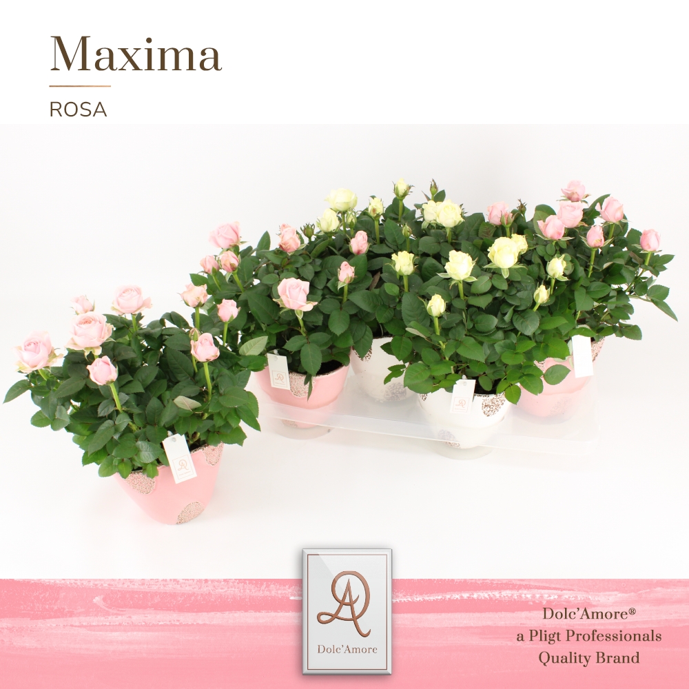 Picture of Rosa in White -Pink varieties DolcAmore in Rustique ceramic P14 32cm