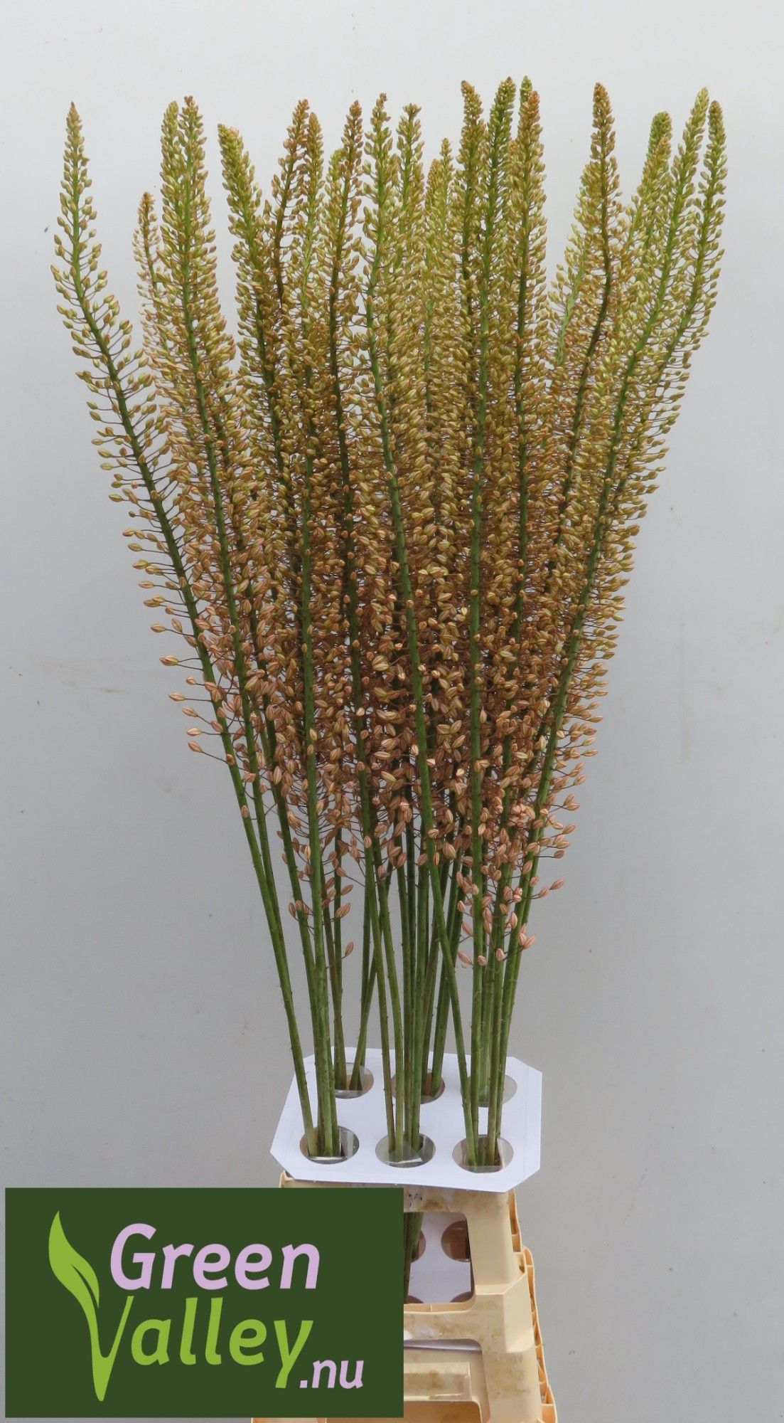 Eremurus Sh P Star