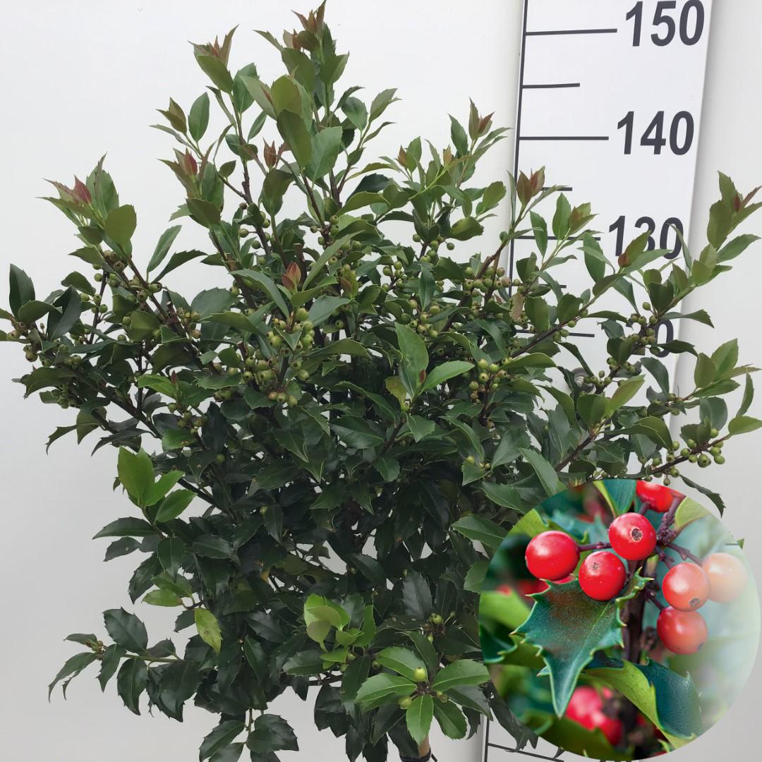 Picture of Ilex mes. Blue Maid P32 (15 Ltr) 80/STD (LOOSE)