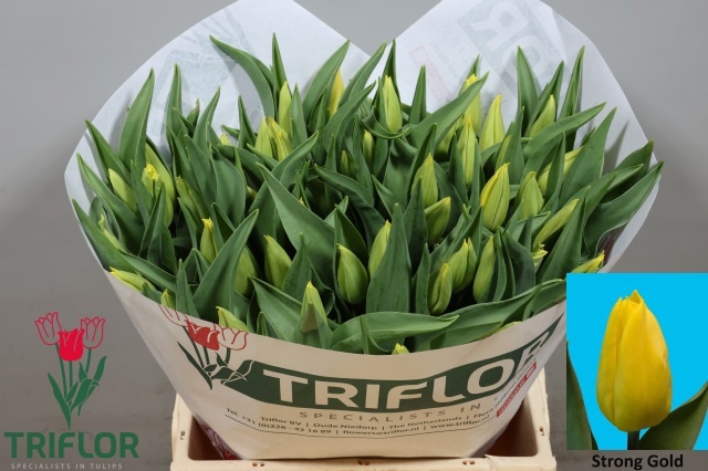 Tulipa Strong Gold 42cm 38gram
