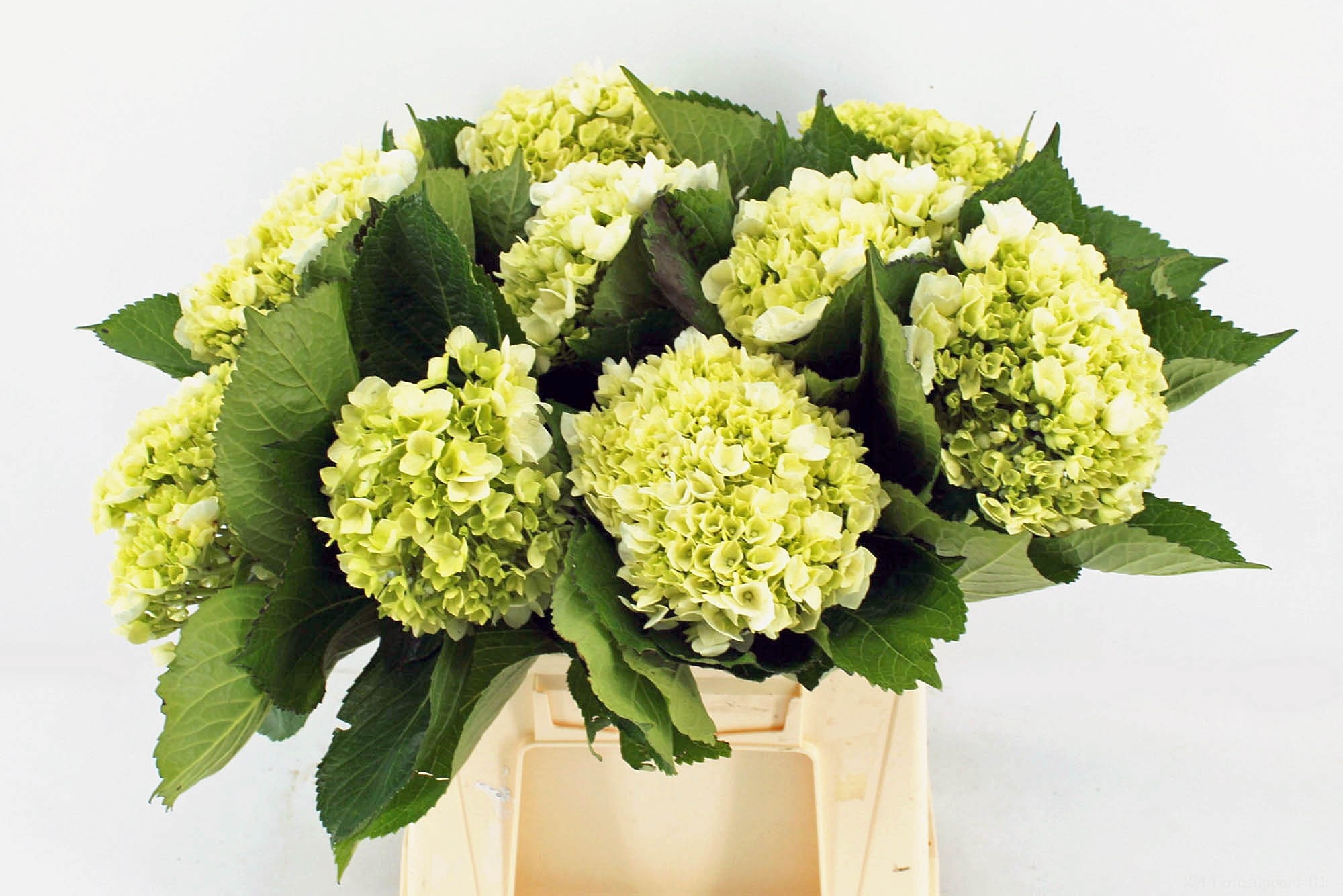 Hydrangea Lima 45cm 17Ø