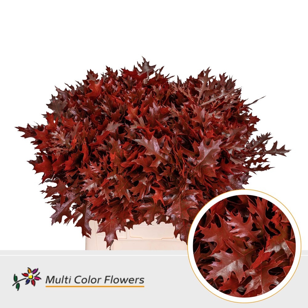 Oak Leaves Preparated/ptd (QUERCUS) 60cm