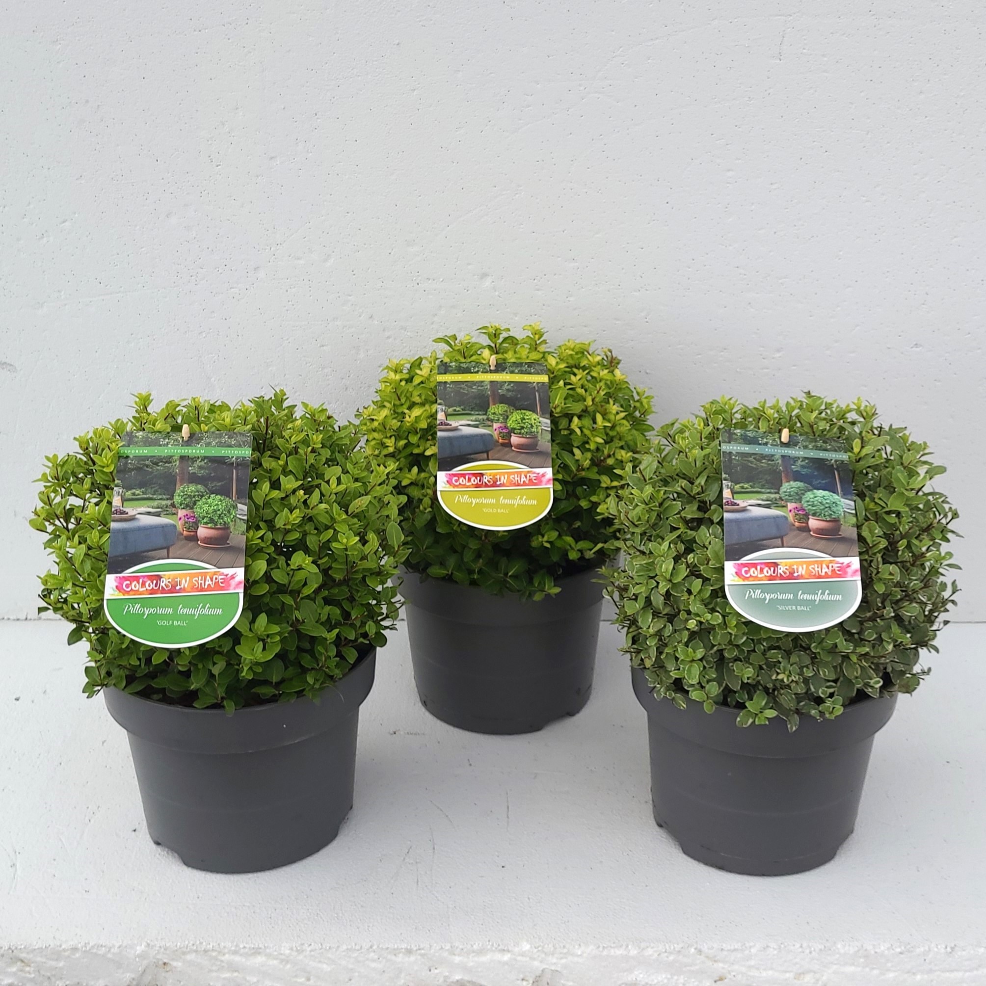 Pittosporum Mixlaag - 'Colours in Shape'