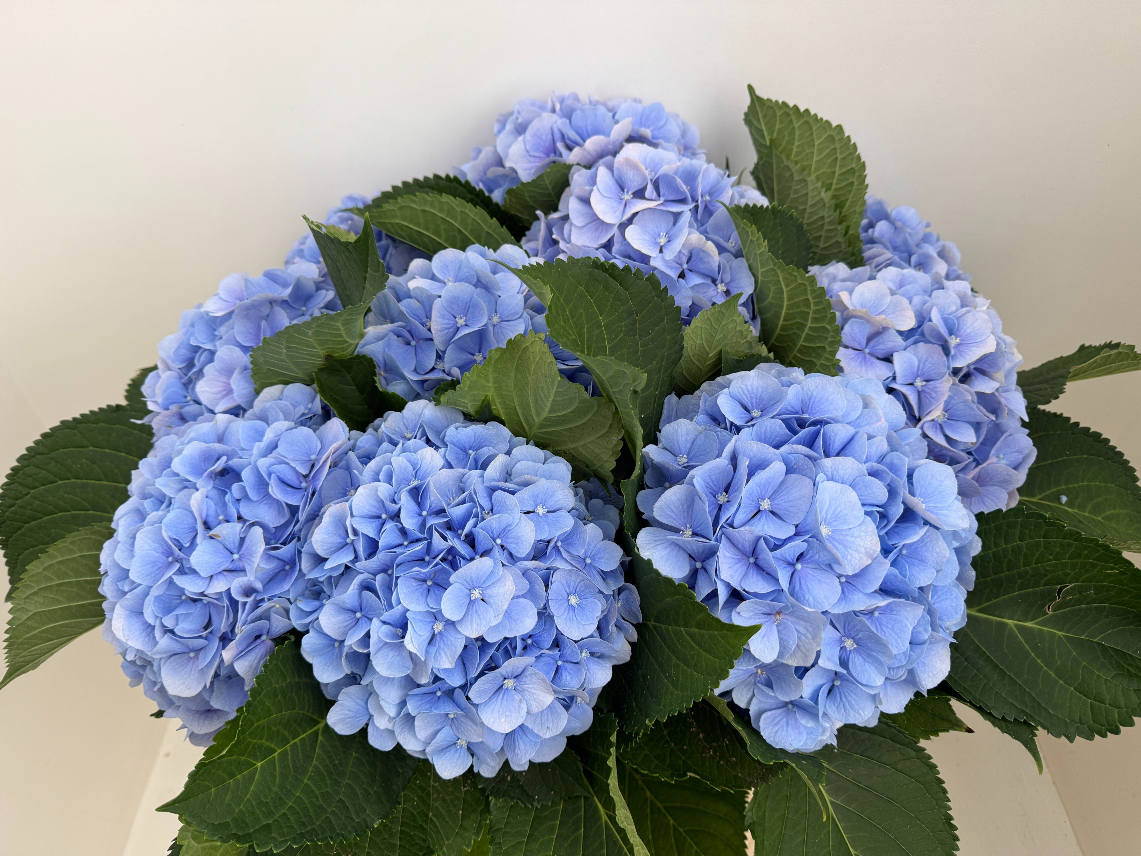 Hydr M Verena Bl