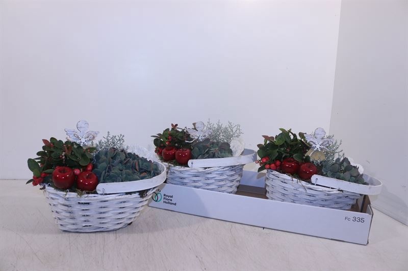 Arr Tuinplanten 24P 23cm