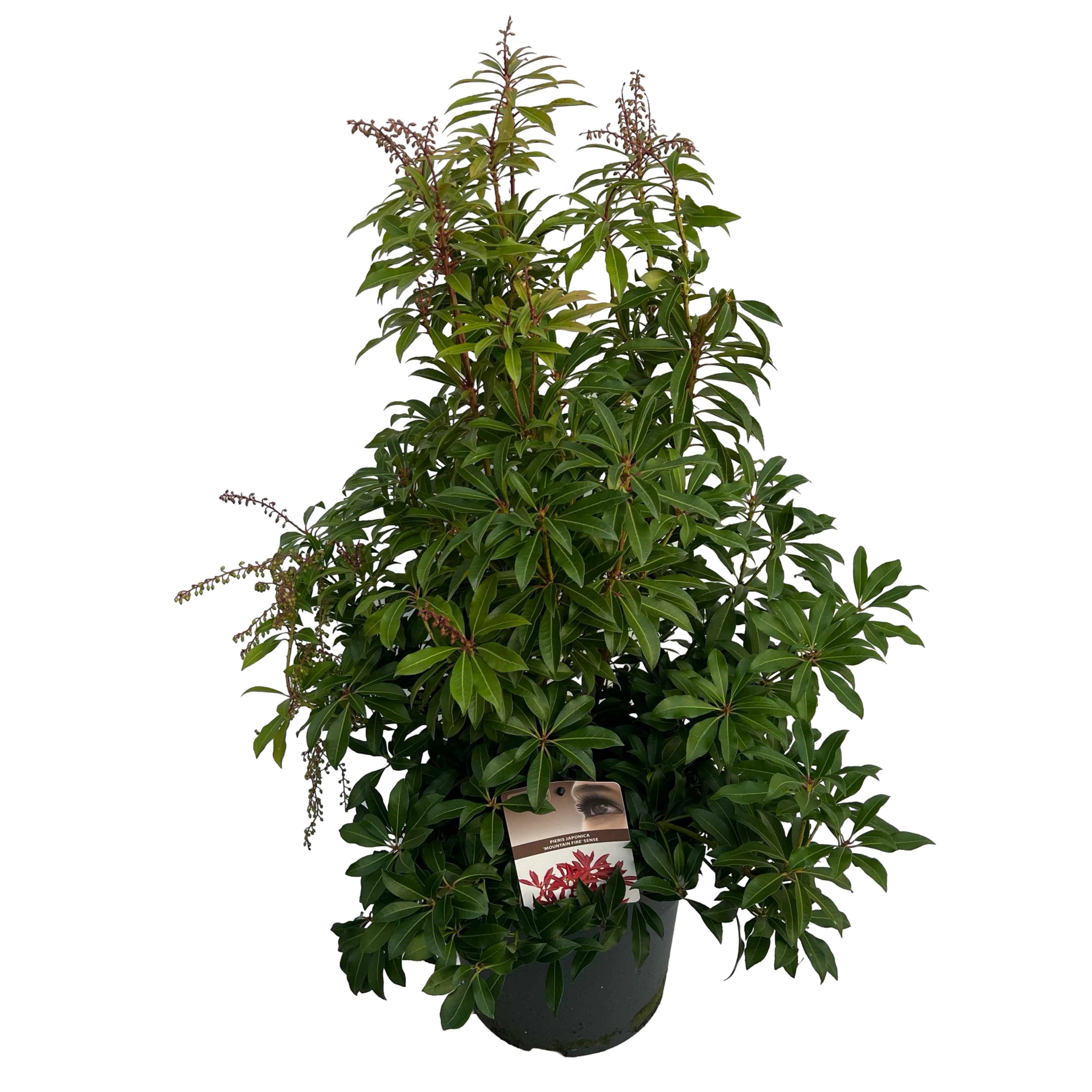 Picture of Pieris jap. Mountain Fire P23 (5 Ltr) (LOOSE)