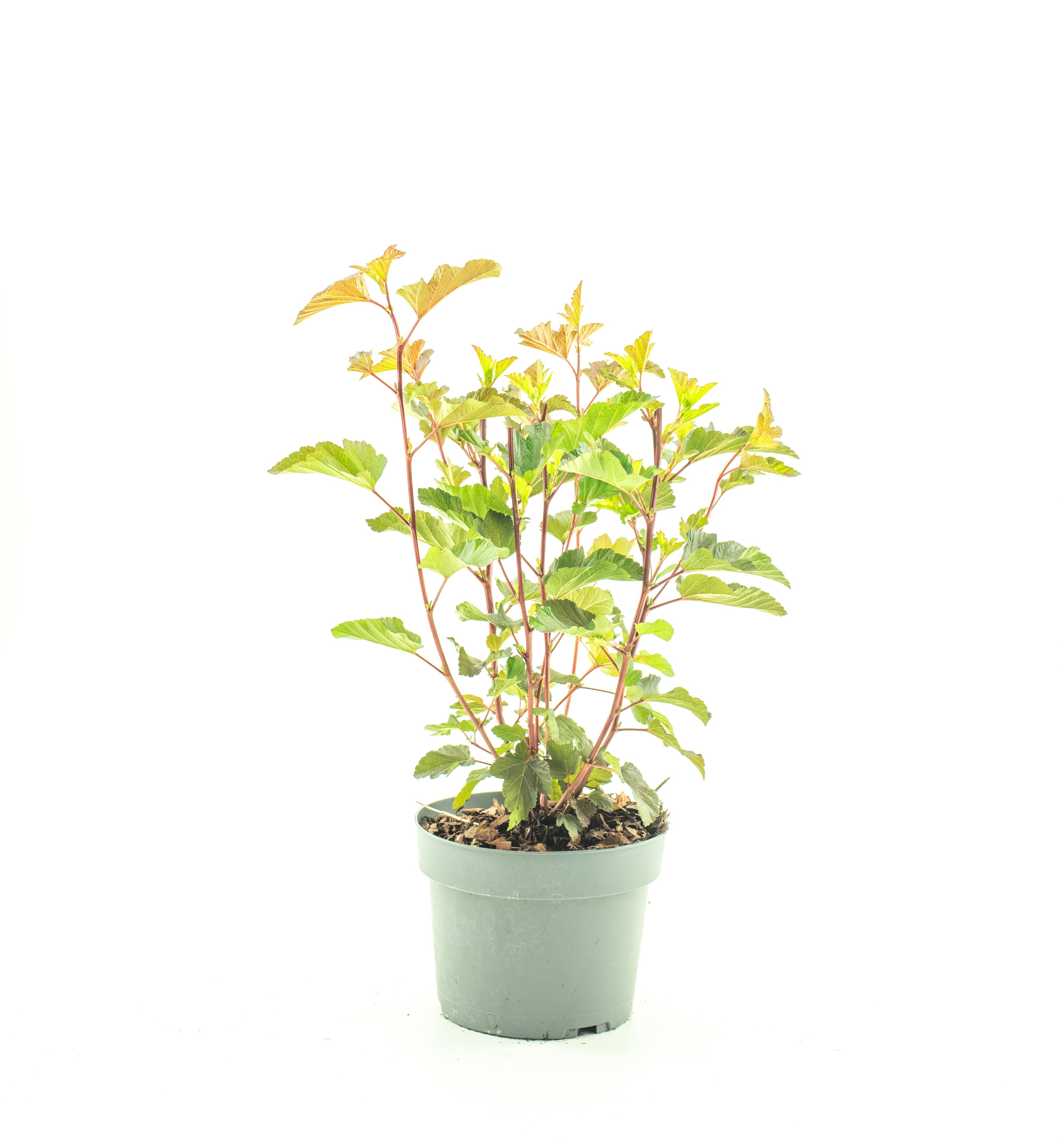 Picture of Physocarpus op. 'Diable dÓr