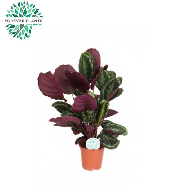 Calathea 'Medallion'