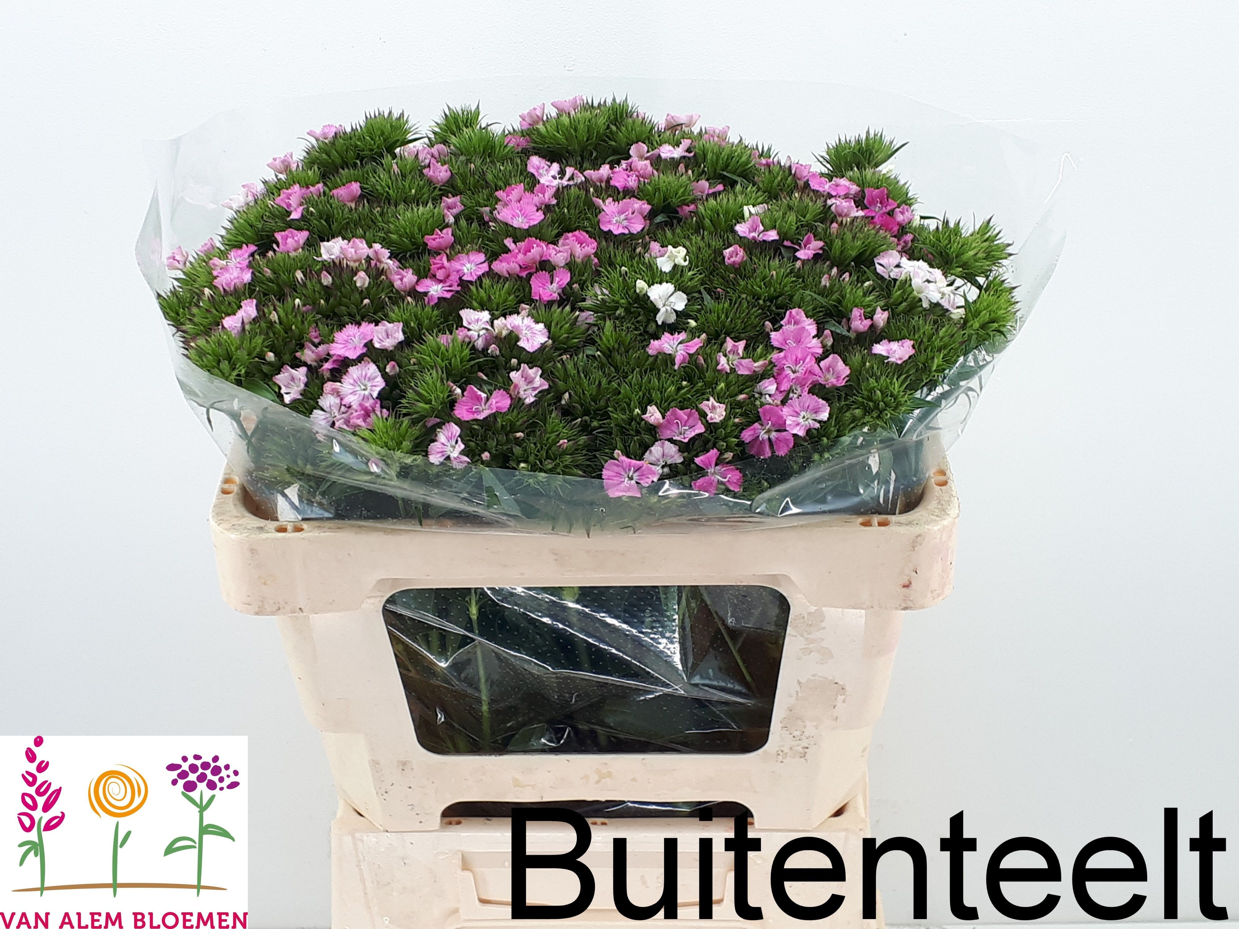 Dianthus Barb Neon Pink 50cm