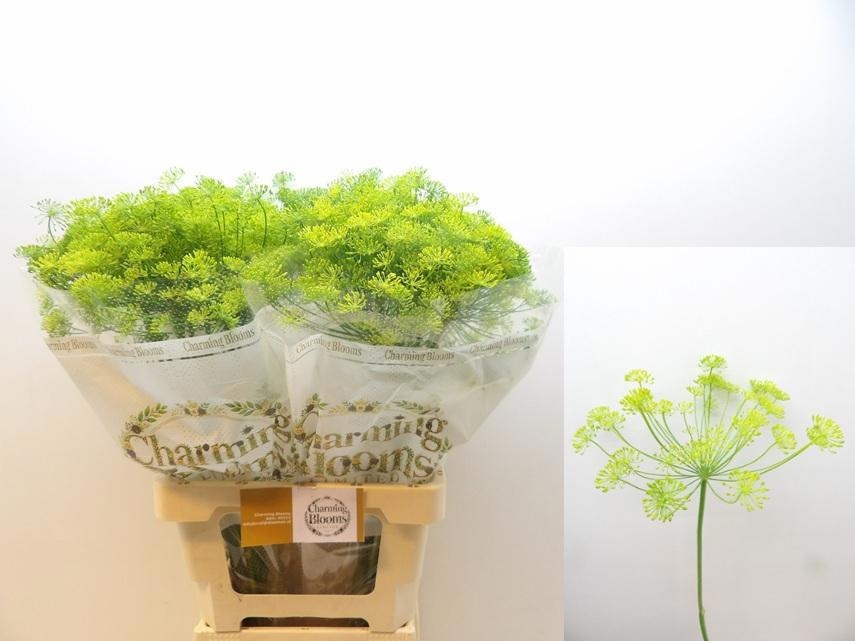 Anet Graveolens 70L.cm 23bloei