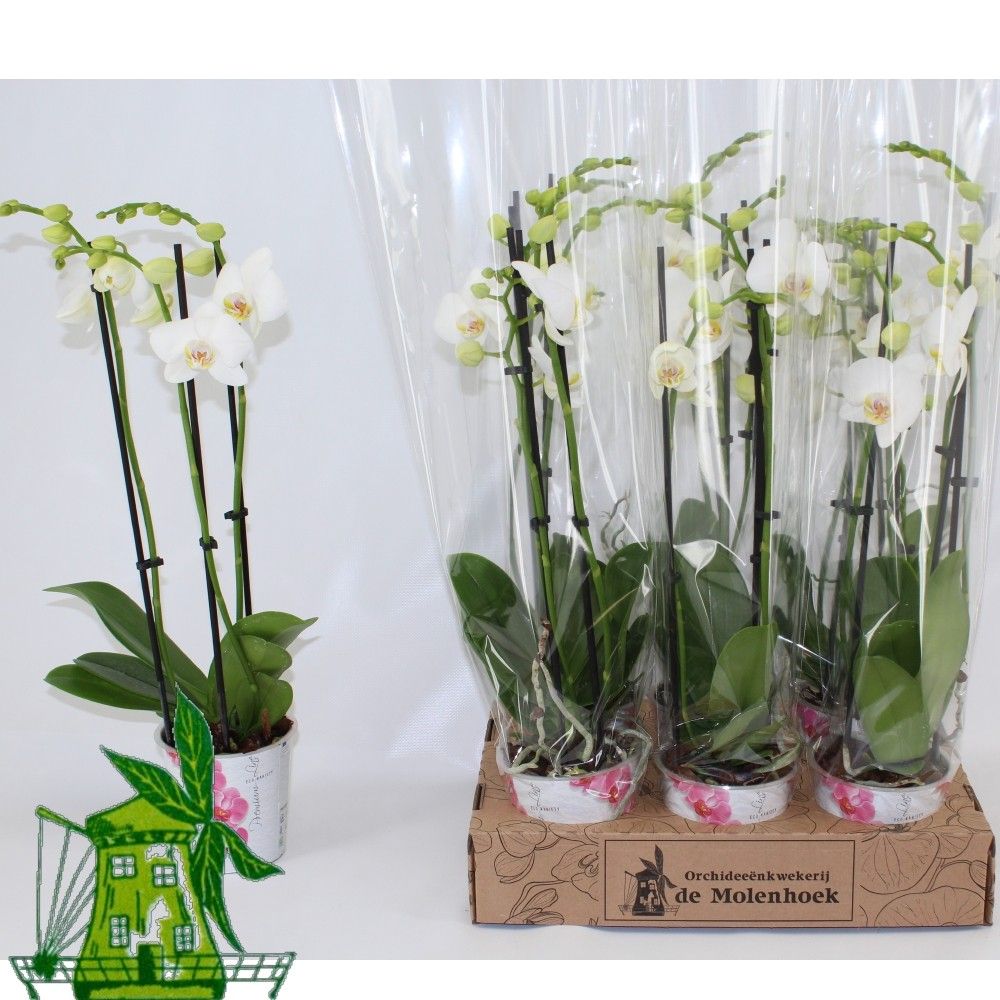Phal An Inverness 12Ø 50cm