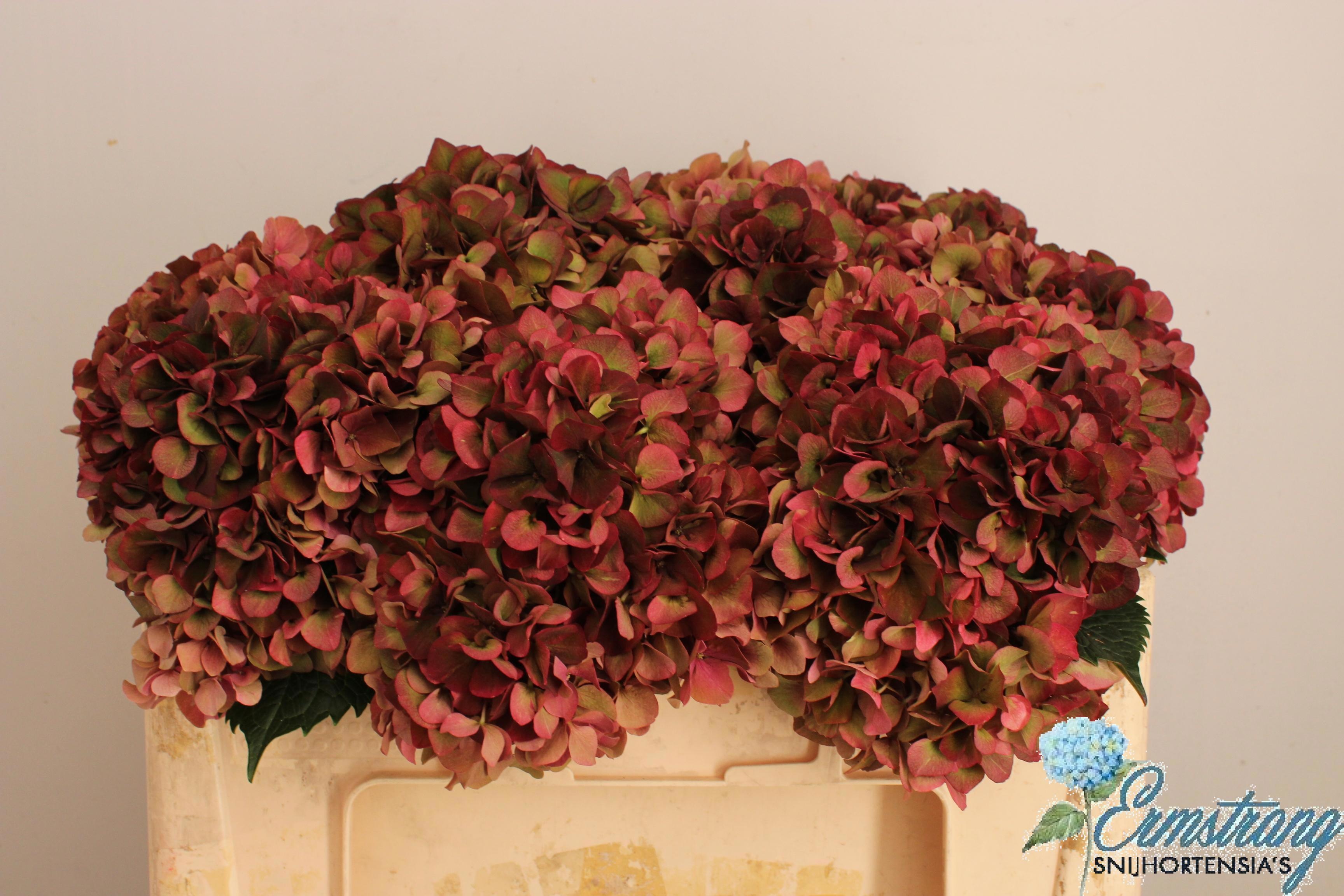 Hydrangea Ruby Pink Classic 50cm 16Ø