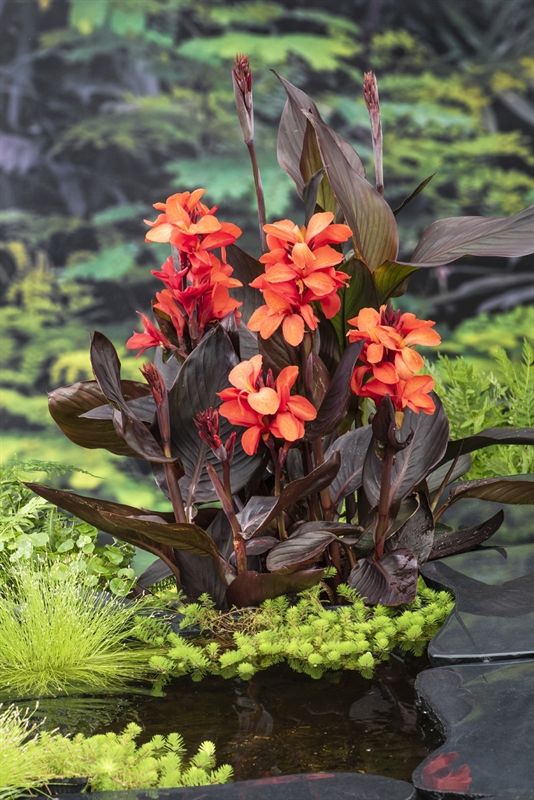 Canna Wilma (18x18) F:red/L:dark
