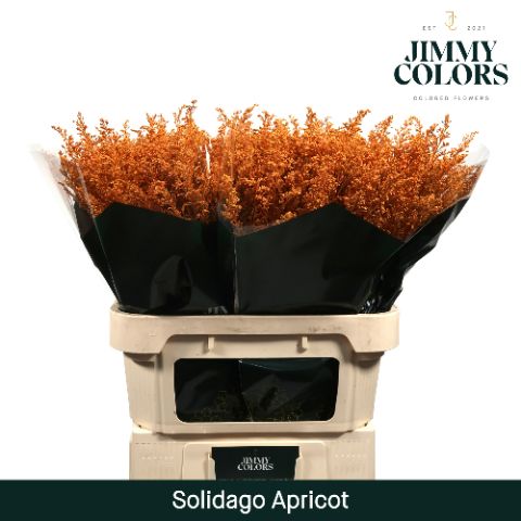 Solidago L70 Apricot