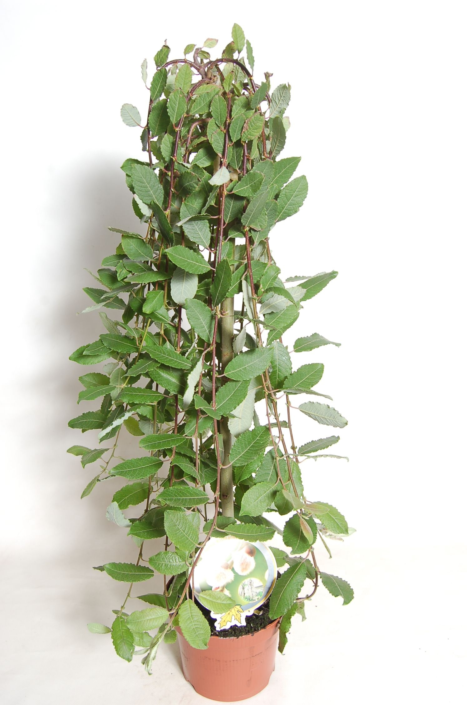 Picture of Salix capr. 'Kilmarnock' 60stam P19