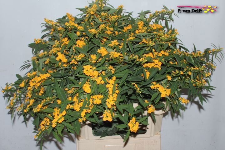 Euphorbia Fu Cream Ye R T 80cm