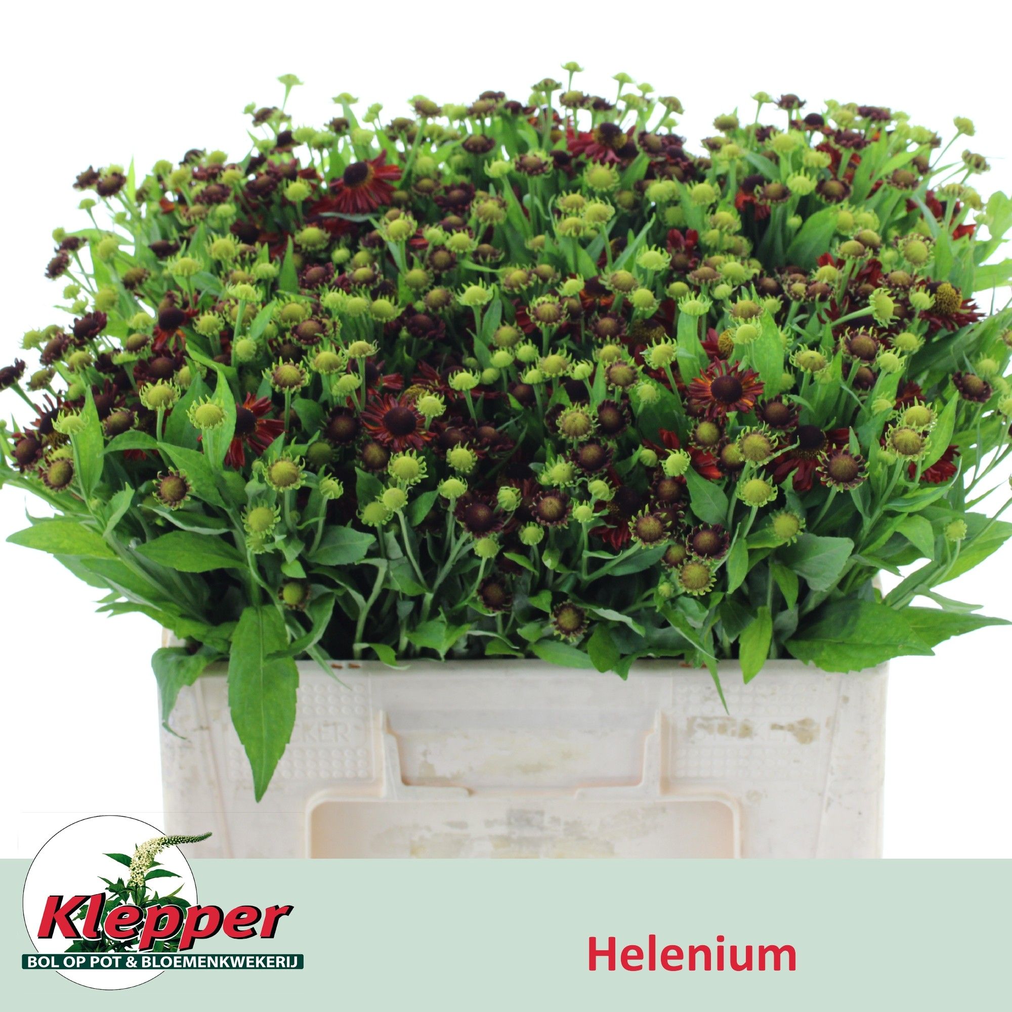 Helen Autumn Fire 50cm