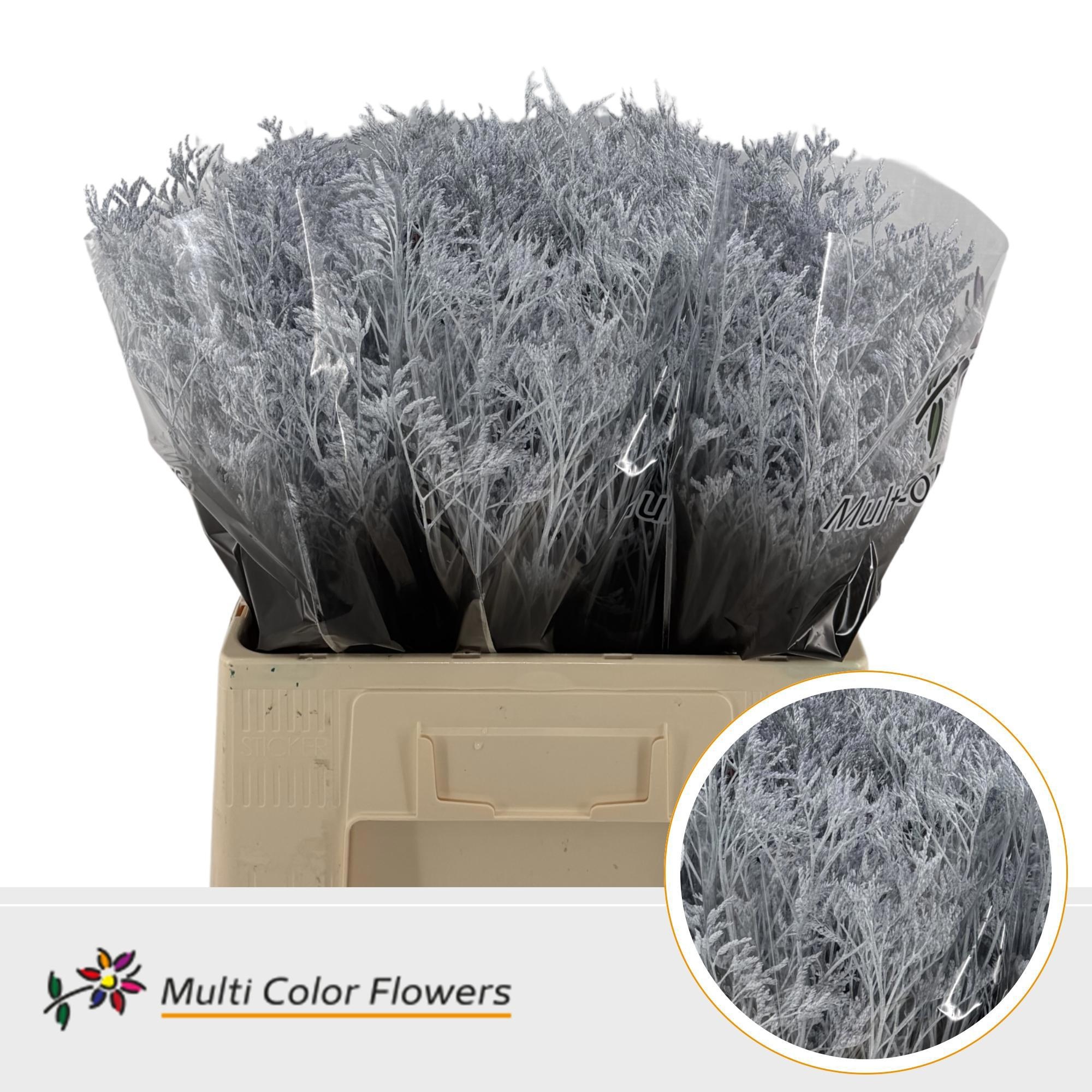 Limonium Painted 60cm 20gram