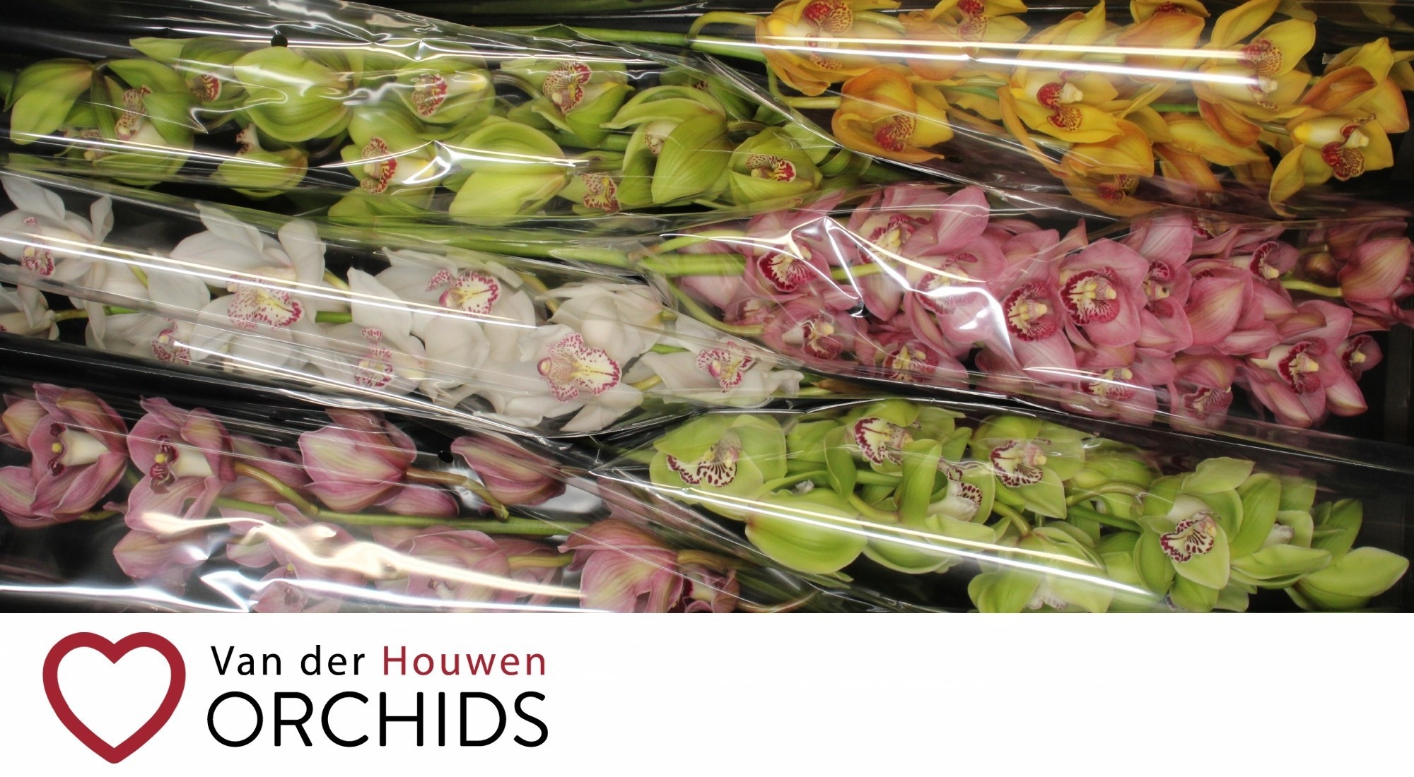 Cymbidium Asst 13bl
