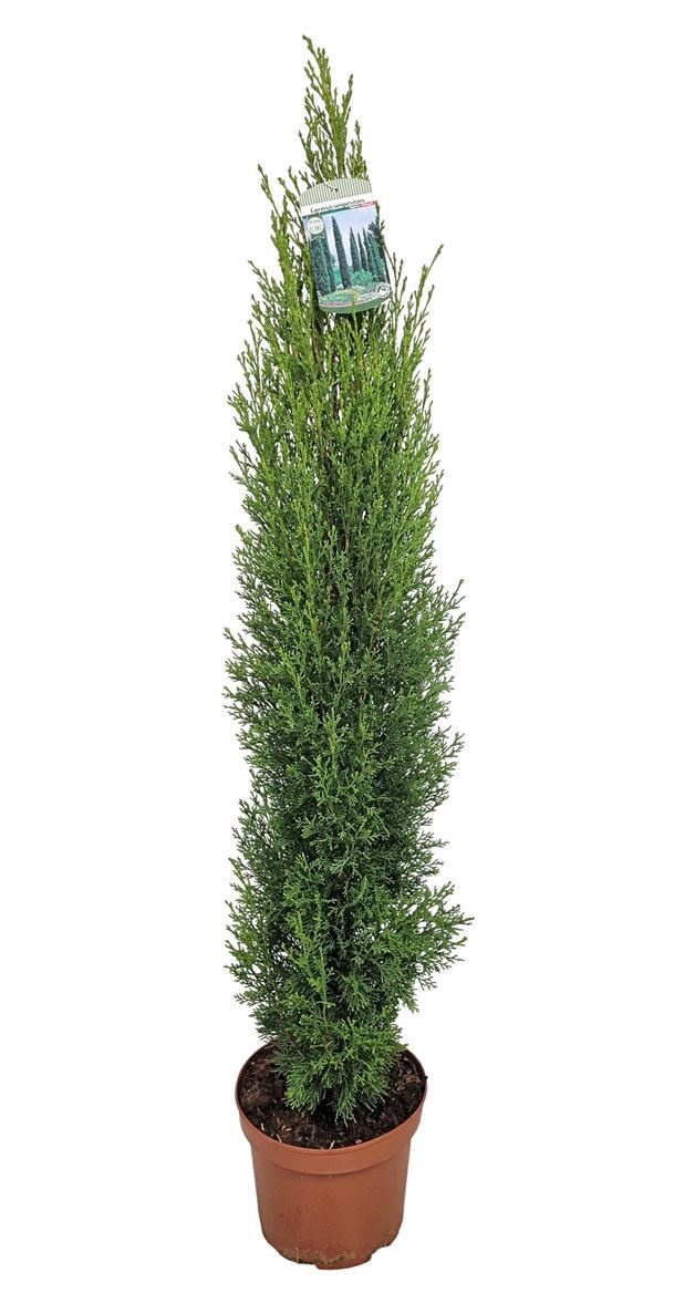 Cupressu Se Totem 19Ø 100cm