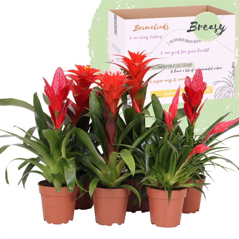 Picture of Bromelia Red Family P12 45cm