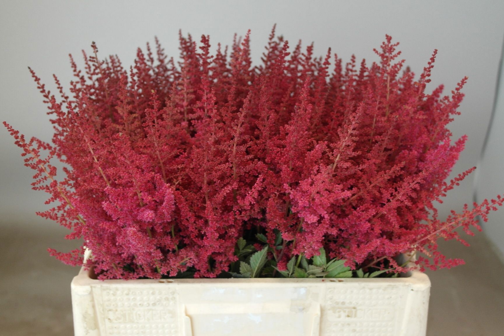 Astilbe Paul Gaarder 50cm