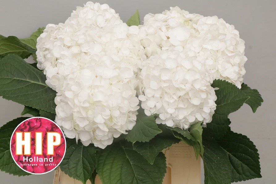 Hydrangea Cannonball 40cm 14Ø