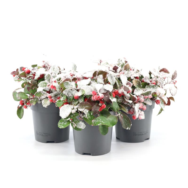 Picture of Gaultheria pr. 'Big Berry'® P10 + Snow