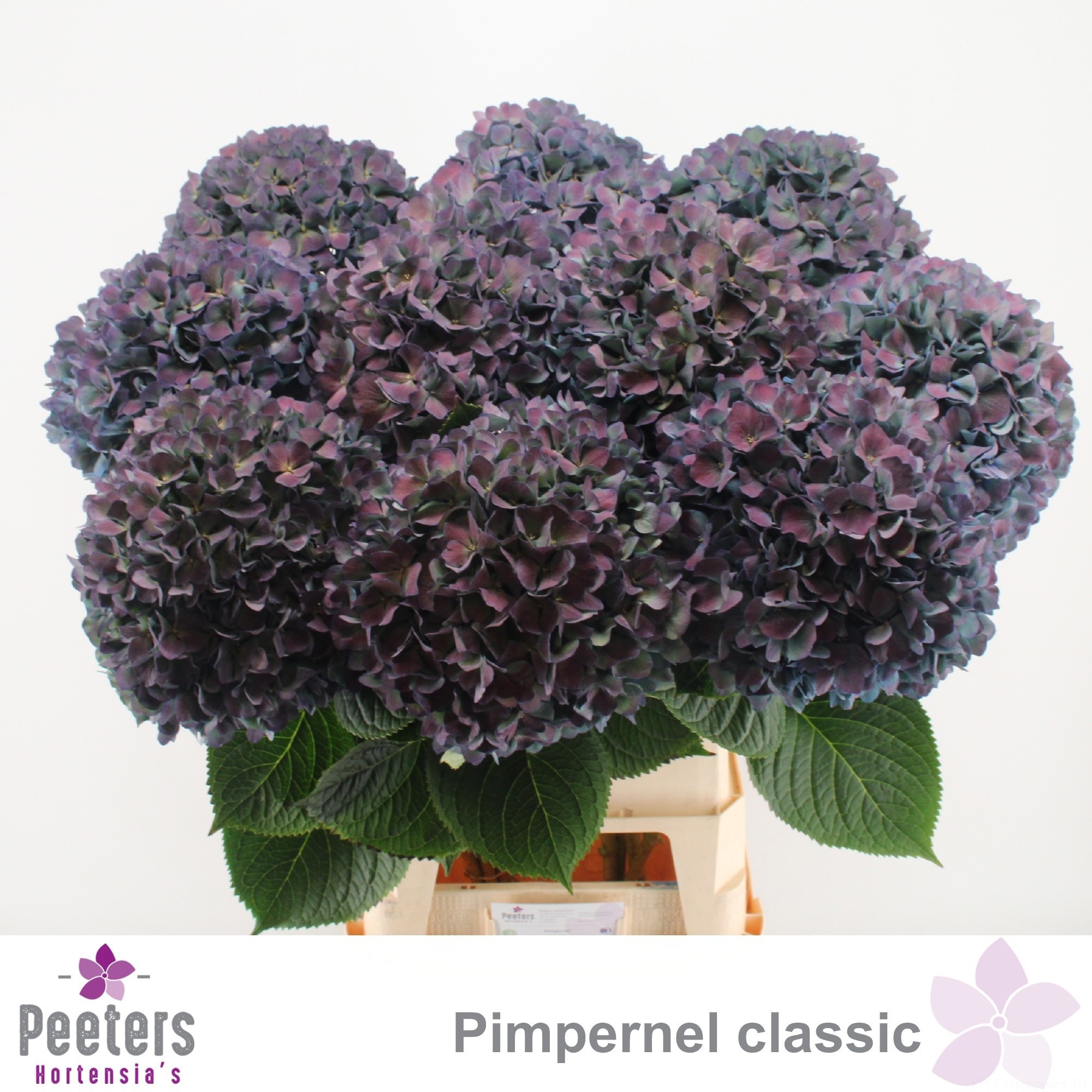 Hydrangea Pimpernel Classic 100cm 25Ø