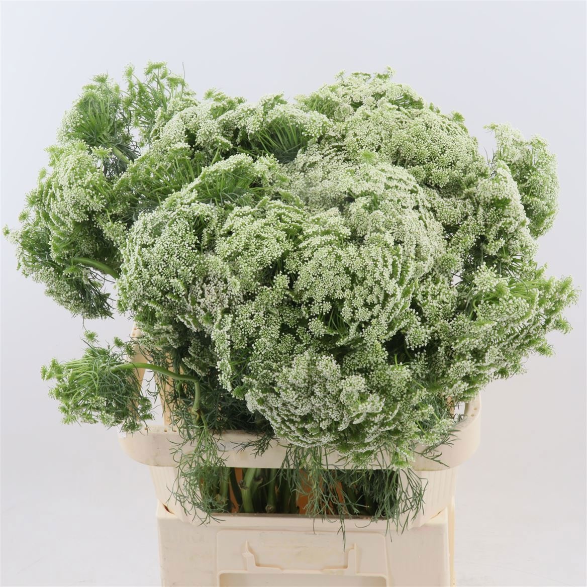 Ammi Vis Casablanca 80cm