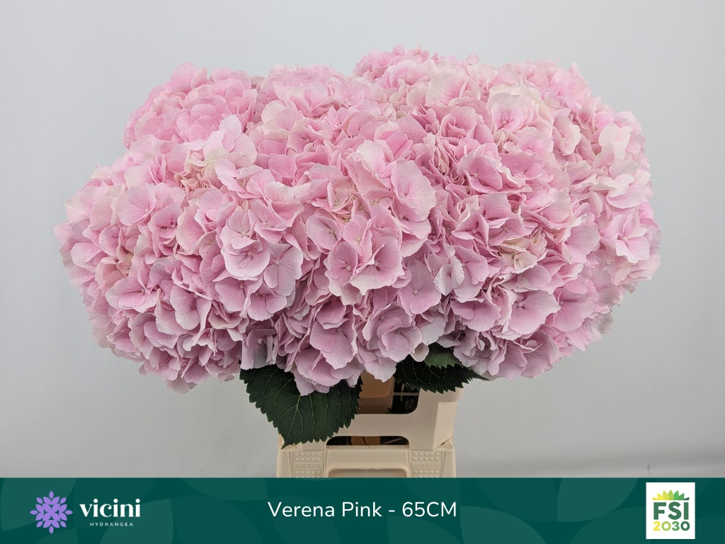 Hydr M Verena